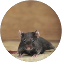 afatmouse !!! comment image