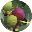 LEARN THE PARABLE OF THE FIG TREE comment image