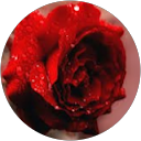 Bleeding Roses comment image