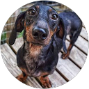 Dachshunds FourMe comment image