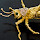 Gold Bug