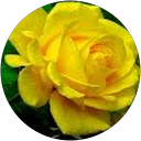 Rose Wise comment image