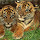 I Love Tigers