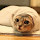 The Burrito Cat