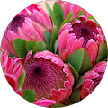 Pixie Fynbos Avatar