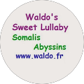 Somalis Abyssins chats de race (Waldo's Sweet Lullaby)