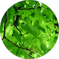 Whispering Tree Arborist Services