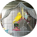 Bertie Bird Avatar