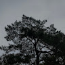 userThumbnail