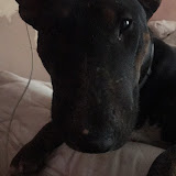 Anna Strągowska (Bestyjka95)