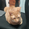 吳耿維