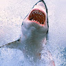 fabshark