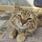 Bruger: Belqasem Gggr