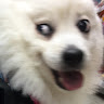 Bowei Wei