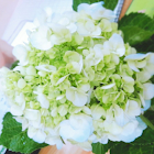 Utilisateur: Hanh pham