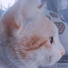 Gebruiker: Trần Thị Thảo 12A5