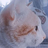 Trần Thị Thảo 12A5