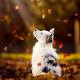 Használó: Sahadat Ahmed