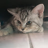 星崎猫