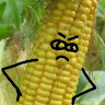 Kellyofthecorn