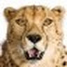 Sebastian profile picture