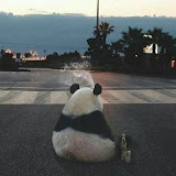 Владимир Шпилев