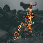 ユーザー: Pakistan production