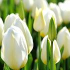 Bruger: Hélène Collin