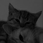 Użytkownik: ZEYNEP KAYA