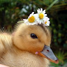 Empress Duck