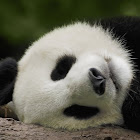 Használó: Victor Muñoz