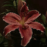 Lily R