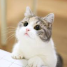 蘇博