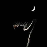 Gebruiker: Anh Ngọc