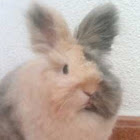 Bruger: JOSE A M.PERALTA