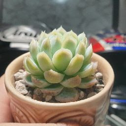 xuan