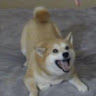 俊揚鄭