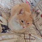 Kullanıcı: Виталий Крипов