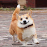 im dog