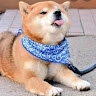 黃金維尼