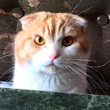 Владимир Вовочка