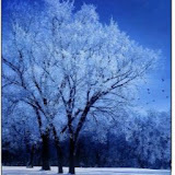 Utilizator: Roberto Tudor