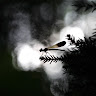 Frostrage
