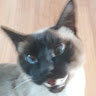 userThumbnail