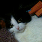 Utilizator: Tатьяна Завьялова