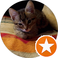 Cat Sitter Tata di Gatto - 