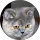 Community member