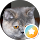 Izik Vaxman profile picture