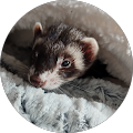 Avatar de Élodie.