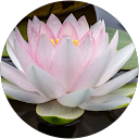 Radha Alonso Rodrigo